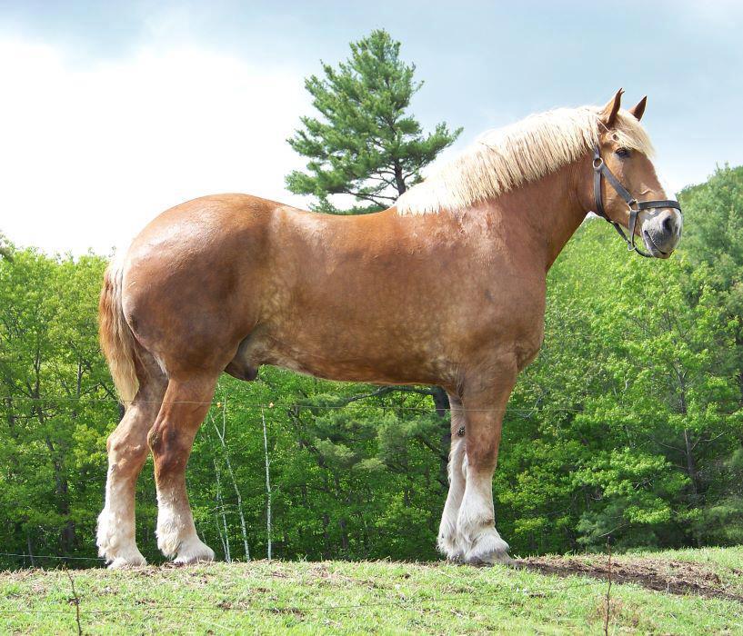 Belgian draft horse